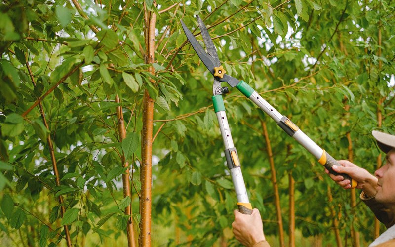 Tree trimming in West Haverstraw, NY